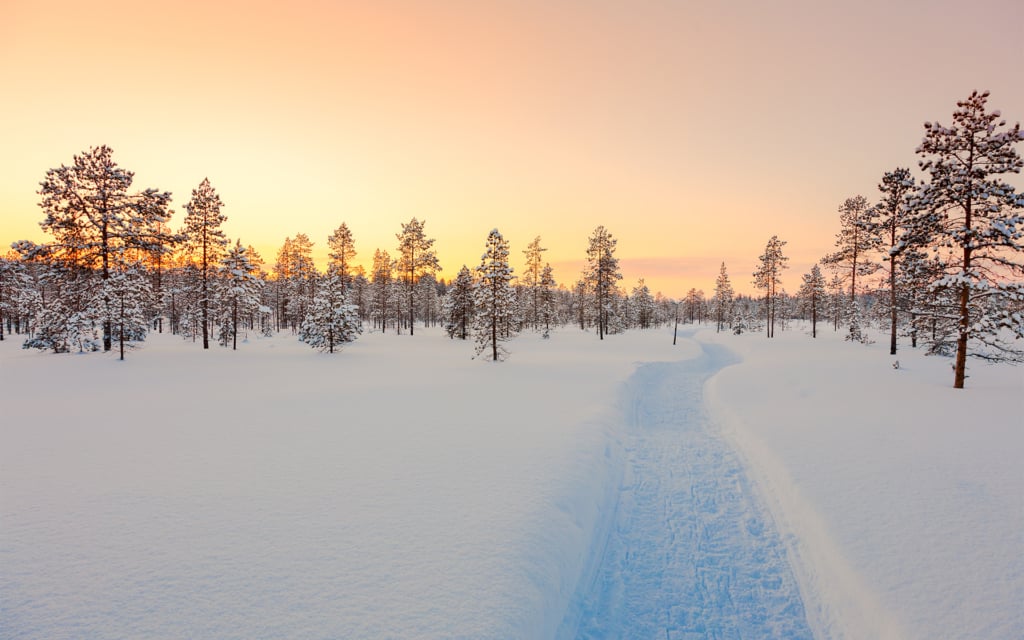 Sundown in winter snowy forest, big pine trees covered snow, empty ski way, beautiful winter weather