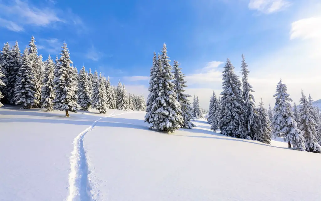 On a frosty beautiful day among mountains are magical trees covered with white fluffy snow against the idyllicl landscape. Time for touristic adventures. The wide trail leads to the majestic winter forest.